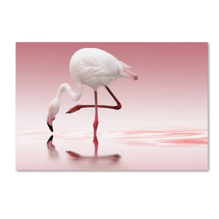 Doris Reindl 'Flamingo' Canvas Art,30x47